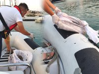 Çeşme Marina, deniz patlıcanlarına ev sahipliği yapıyor