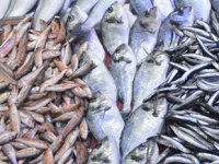 Su ürünleri üretimi 7 yılda yüzde 11 geriledi