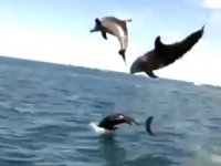 Tekne turundaki turistlere yunuslar şov yaptı