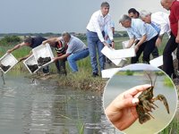 Çakmak Köyü Barajı'na 2 bin adet kerevit bırakıldı