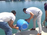 Didim’de deniz patlıcanı avcılarına ceza yağdı