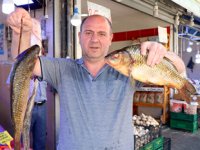 Yasak bitti, tatlısu balıkları tezgahları süsledi