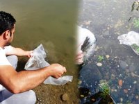Samsun'da göl ve göletlere 120 bin pullu sazan yavrusu bırakıldı