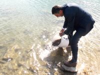 Malatya'da göletlere 130 bin sazan yavrusu bırakıldı