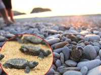 Caretta carettaların zorlu yolculuğu başladı