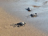 İztuzu sahilinde yavru carettalar denizle buluşuyor