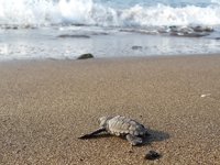 Yavru caretta cerattalar denizle buluşmaya başladı