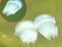 Karasu Limanı'ndaki denizanaları vatandaşları tedirgin etti