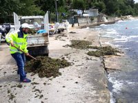 Kandıra sahillerinden 10 kamyon yosun toplandı