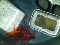 Saros Körfezi’nde özel akvaryum için deniz canlısı çalarken yakalandılar