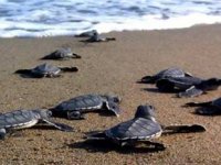 Caretta carettalar, Çıralı'nın simgesi oldu