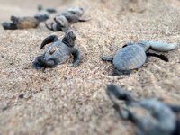 2 milyon caretta caretta yumurtası koruma altına alındı