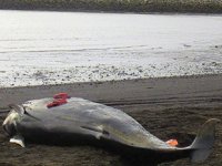 İzlanda'da kıyıya vuran 20 kılavuz balina öldü