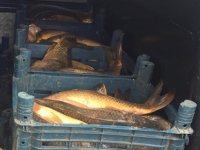 Kaçak balık avcılarına 9 bin lira para cezası kesildi