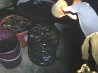 Deniz patlıcanı avcılarına 16 bin TL para cezası kesildi