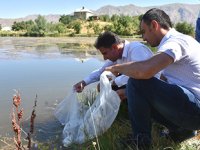 Hakkari'de baraj ve göletlere 130 bin sazan yavrusu bırakıldı