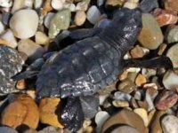 Alanya’da caretta carettalar mavi sularla buluştu