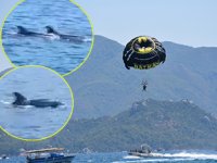 Deniz paraşütü yapan turistlere yunuslar eşlik etti