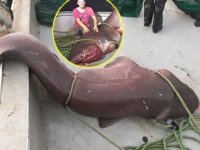Çanakkaleli balıkçılar 5 metrelik köpek balığı yakaladı