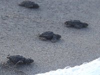 Patara’da yavru caretta carettalar denizle buluşturuldu