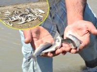 Murat Nehri’ndeki balık ölümleri endişelendirdi