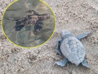 Aydın'da caretta caretta yavruları denizle buluştu