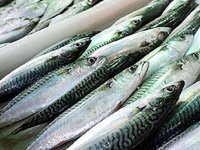 Rus uzmanlar, Türk deniz mahsulü üreticilerini denetleyecek