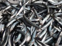 Balıkçıların yeni sezonda umudu hamsi olacak