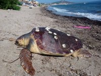 Ayvalık'ta iç organları çıkartılan caretta caretta kıyıya vurdu