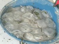 Denizanaları besin eksikliğinden ölüyor, tehlike yok oluyor