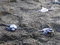 Hatay'da yeşil kaplumbağalar denizle buluştu