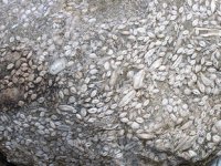 Sivas’ta 55 milyon yıllık deniz canlısı fosili bulundu