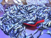 Sezonun ilk haftasında en çok hamsi ve mezgit tercih edildi