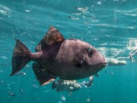 Petrol çalışmaları, Amazon Resifi'ndeki doğal hayatı yok edebilir