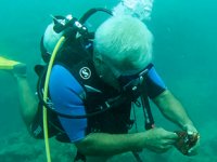 Büyük ayı ıstakozu takıldığı ‘hayalet ağ’dan kurtarıldı