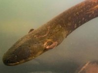 860 volt elektrik üretebilen yeni bir yılan balığı türü keşfedildi