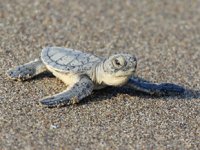 Binlerce kaplumbağa yavrusu denizle buluştu