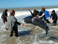 Arjantin'de kıyıya vuran 6 katil balina kurtarıldı