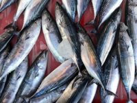 Balıkçıların palamut hasreti devam ediyor