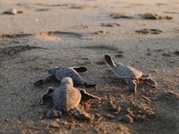 Mersin sahillerinde 40 bin yavru kaplumbağa denizle buluştu