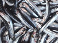 Bol avlanan hamsi tezgahları süslemeye başladı