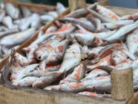 Akçakocalı balıkçıların yüzü tekirle güldü