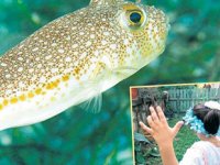 Balon balığı, Türkiye'deki ilk saldırısını Anamur’da gerçekleştirdi