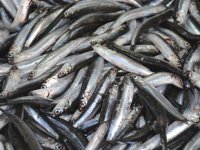 Karadenizli balıkçılar sezonu palamut beklerken hamsiyle açtı