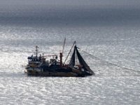 Trabzon'da balık boyutu limitlerine uymayan balıkçılara para cezası kesildi