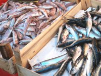 Mersin'de 9 bin ton balık avcılığı bekleniyor