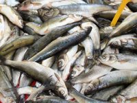 Van Gölü’nün inci kefali değer kazandı