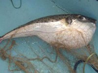 Balon balıkları için balıkçılara ödeme yapıldı