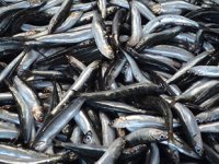 Balıkçı tezgahlarında hamsi fiyatları düşmeye başladı