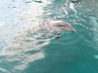 TripAdvisor, yunus ve balinaları tutsak eden tesislere bilet satmayacak